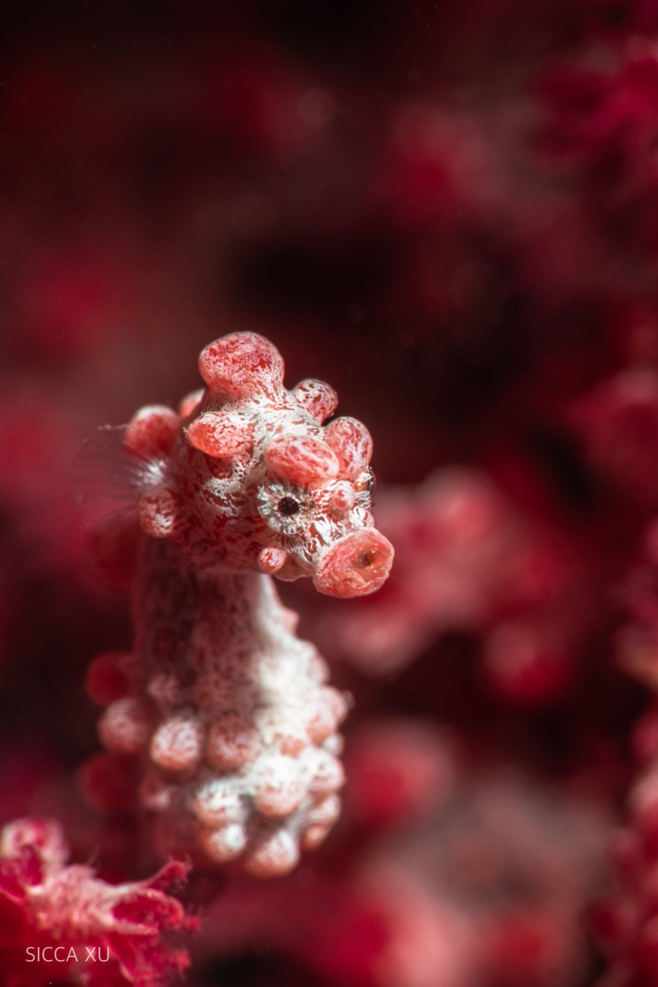 Critters of Anilao — macro marine life video