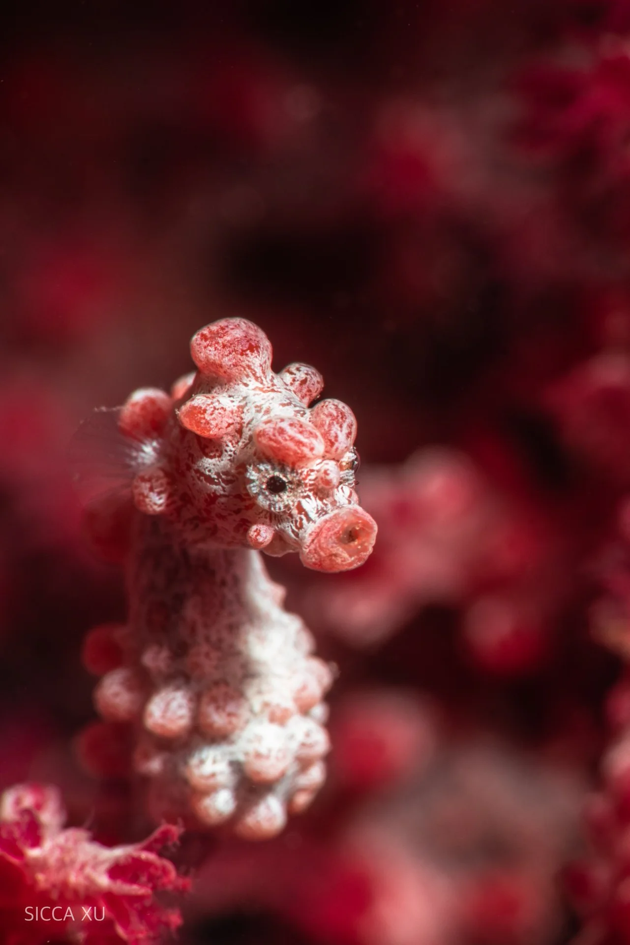 Critters of Anilao — macro marine life video