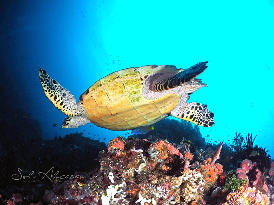 Hawksbill sea turtle diving Anilao