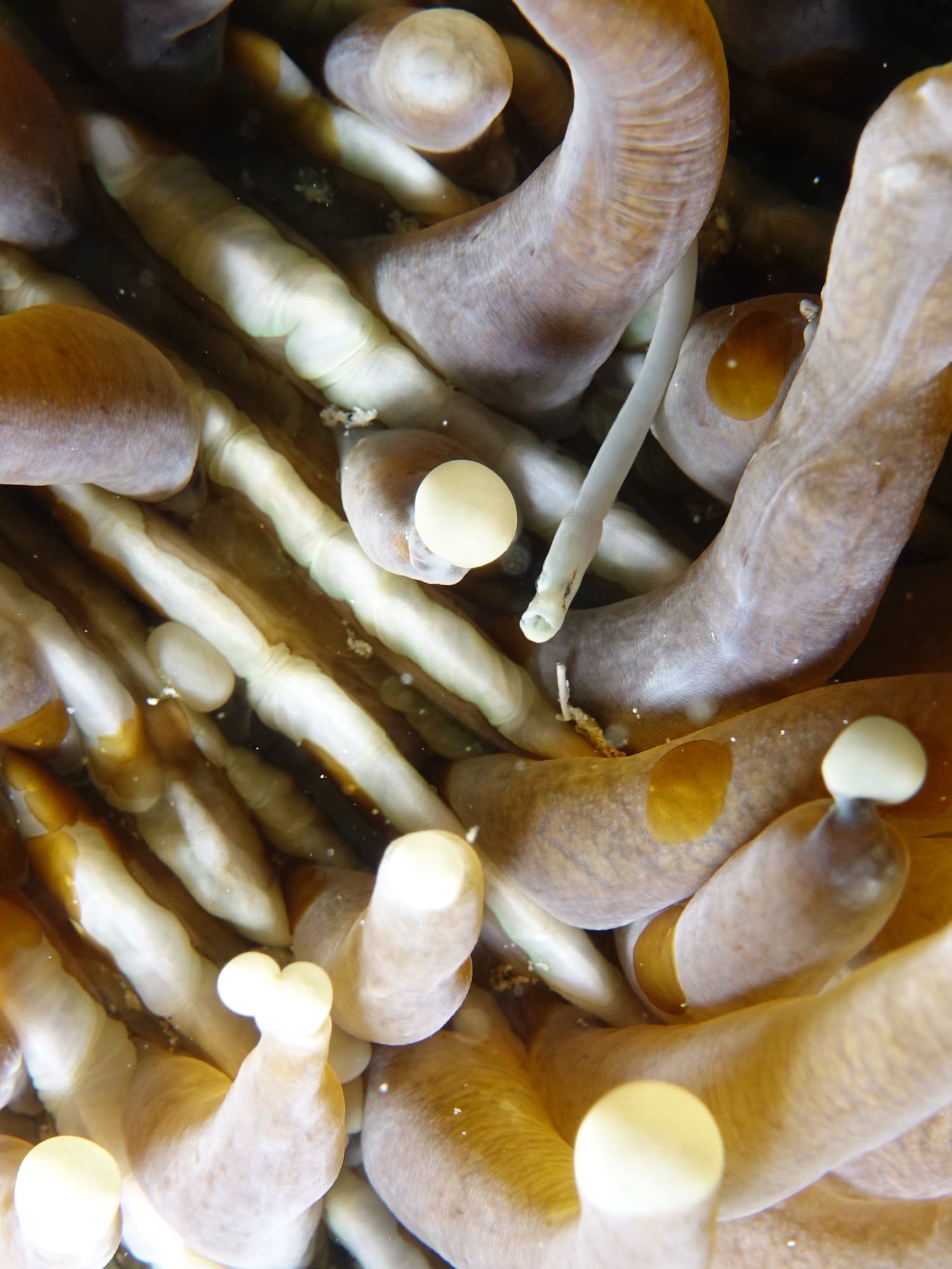 Protecting the Coral Triangle: Our Marine Pledges