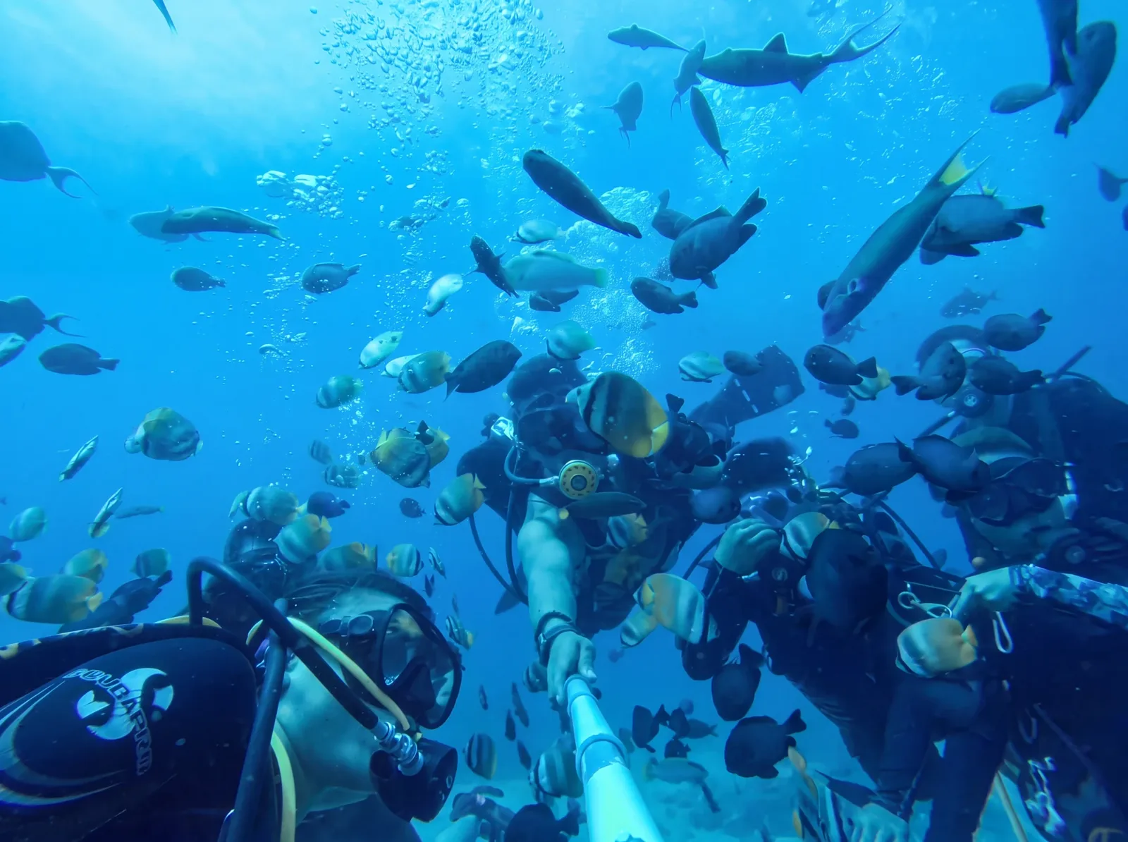 Divers surrounded by a school of reef fish in Anilao